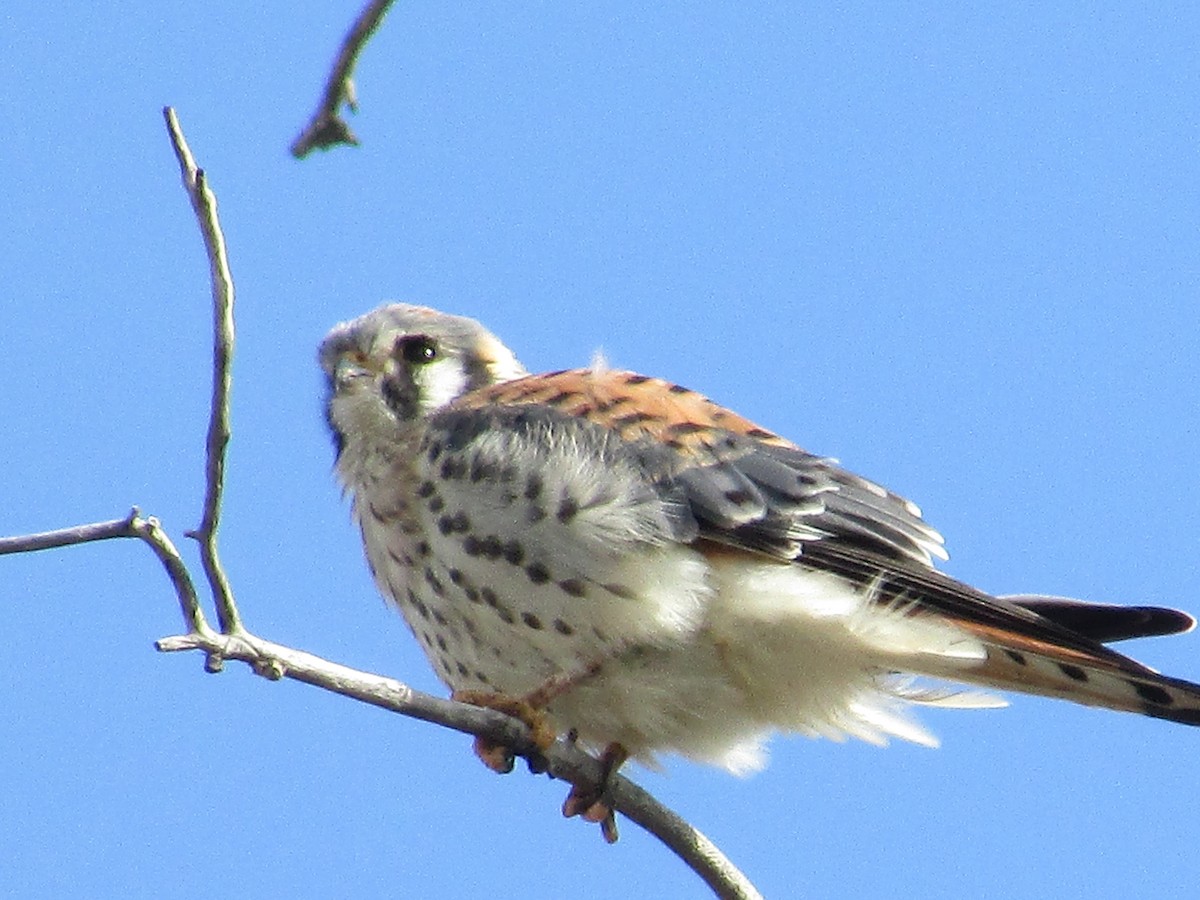 American Kestrel - ML643018372