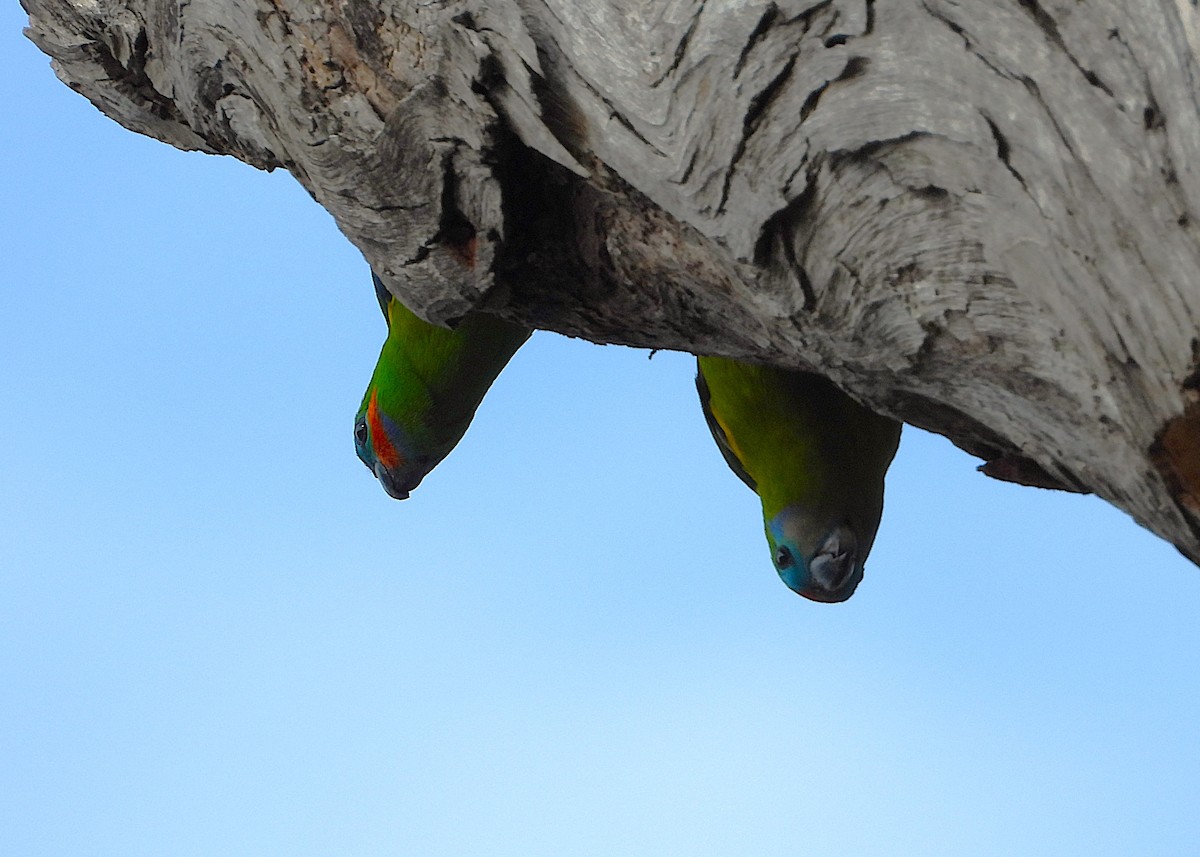 Double-eyed Fig-Parrot - ML643018375