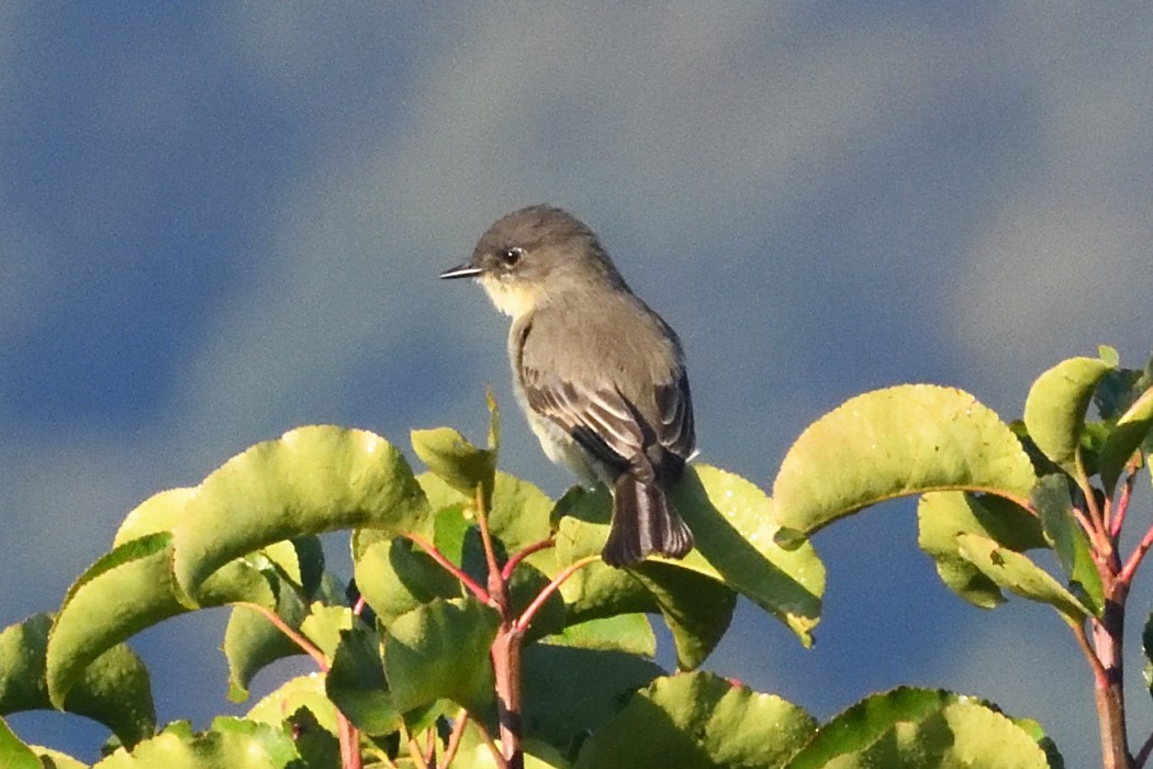 Eastern Phoebe - ML643018376
