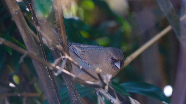 Abert's Towhee - ML643018378