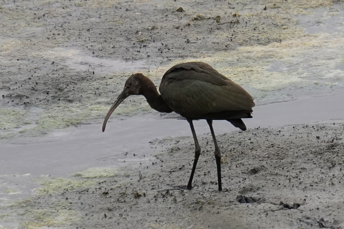 White-faced Ibis - ML643018379