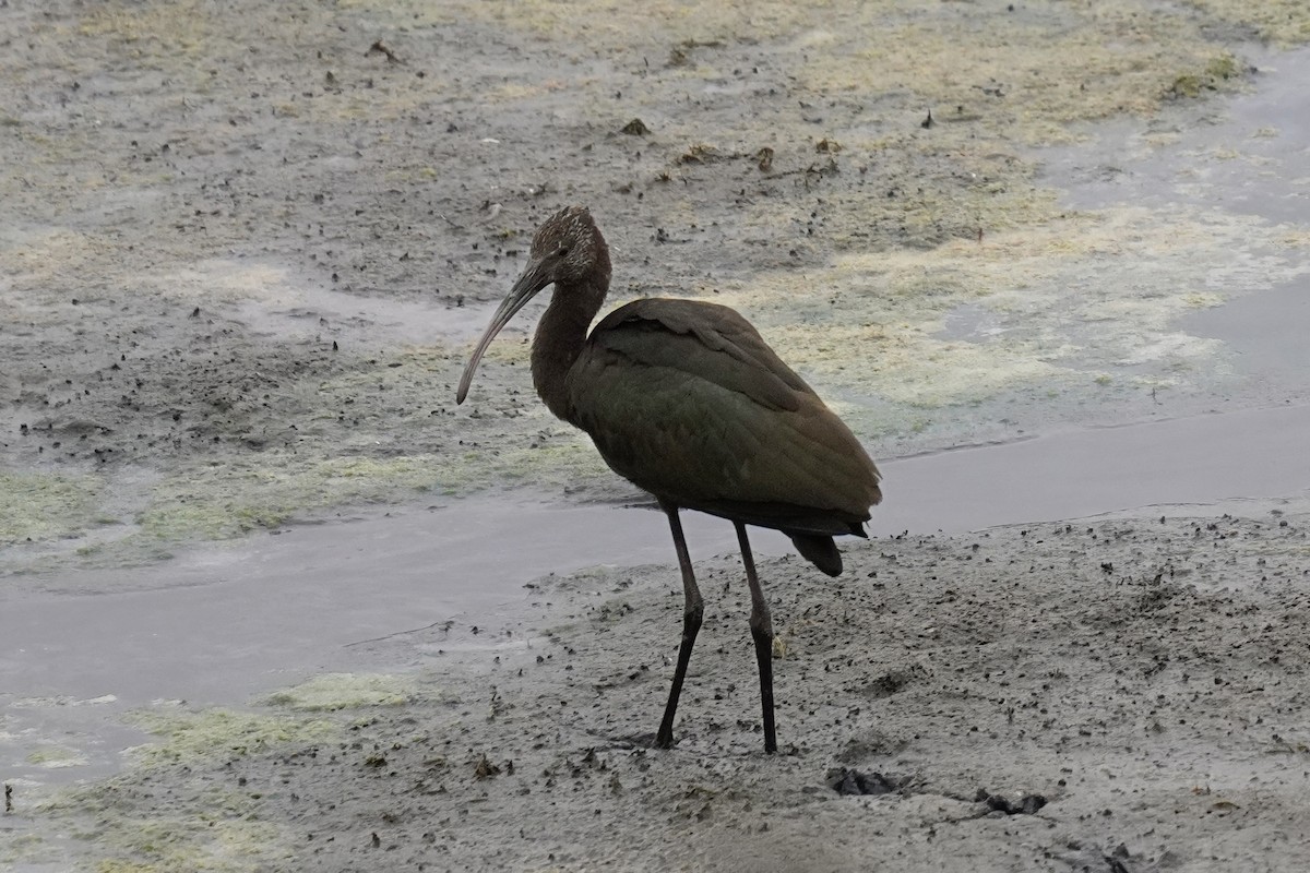 White-faced Ibis - ML643018380