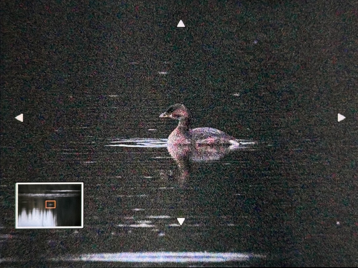 Pied-billed Grebe - ML643018381