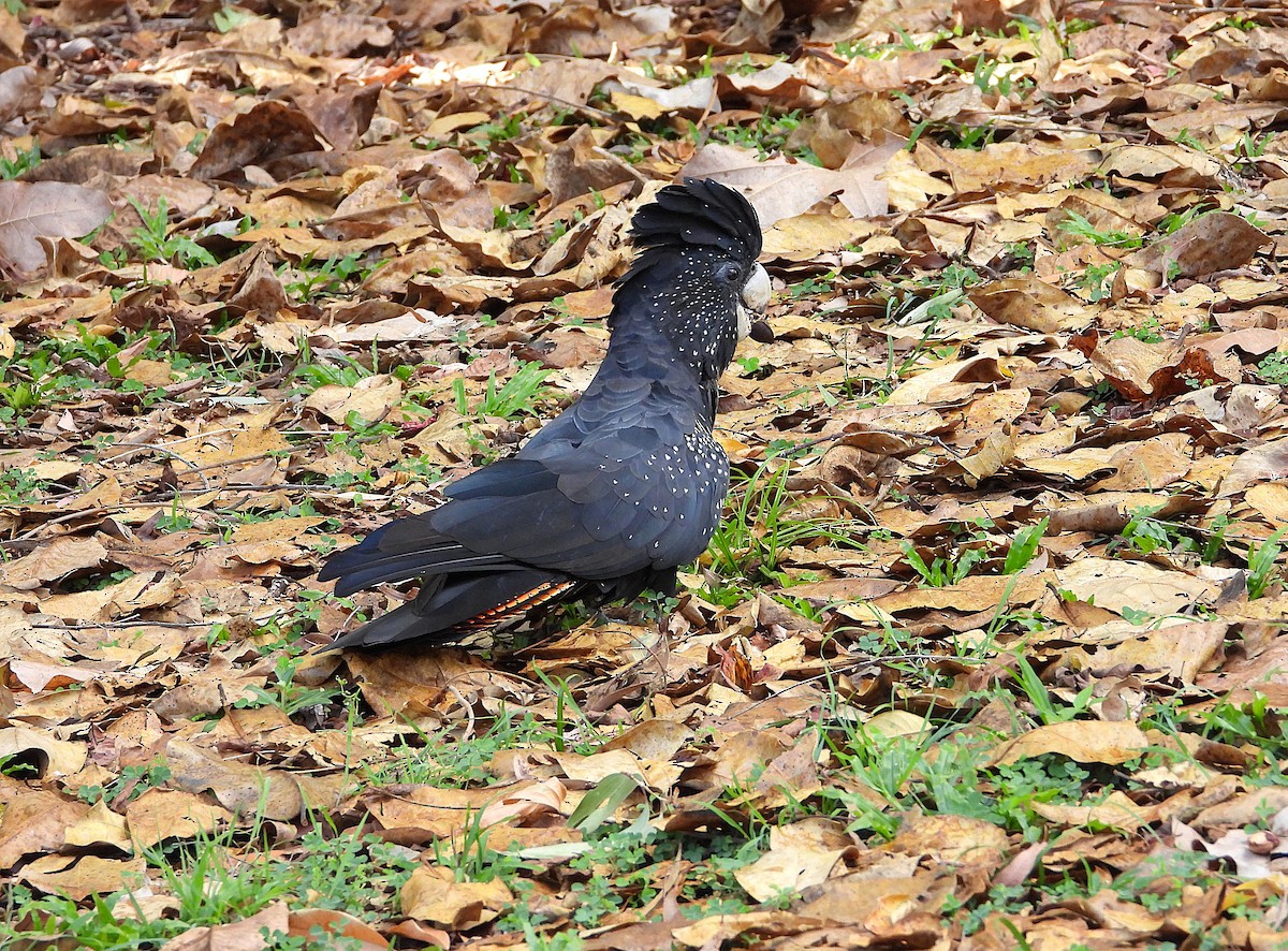 Red-tailed Black-Cockatoo - ML643018384