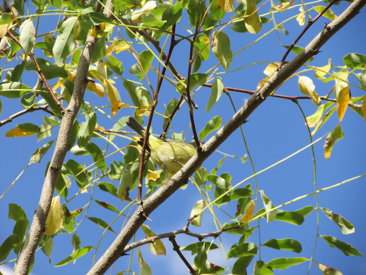Orange-crowned Warbler - ML643018385