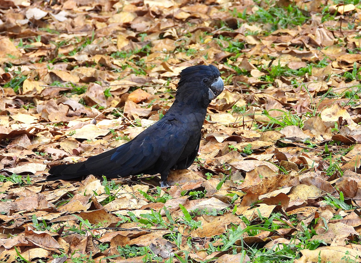 Red-tailed Black-Cockatoo - ML643018387