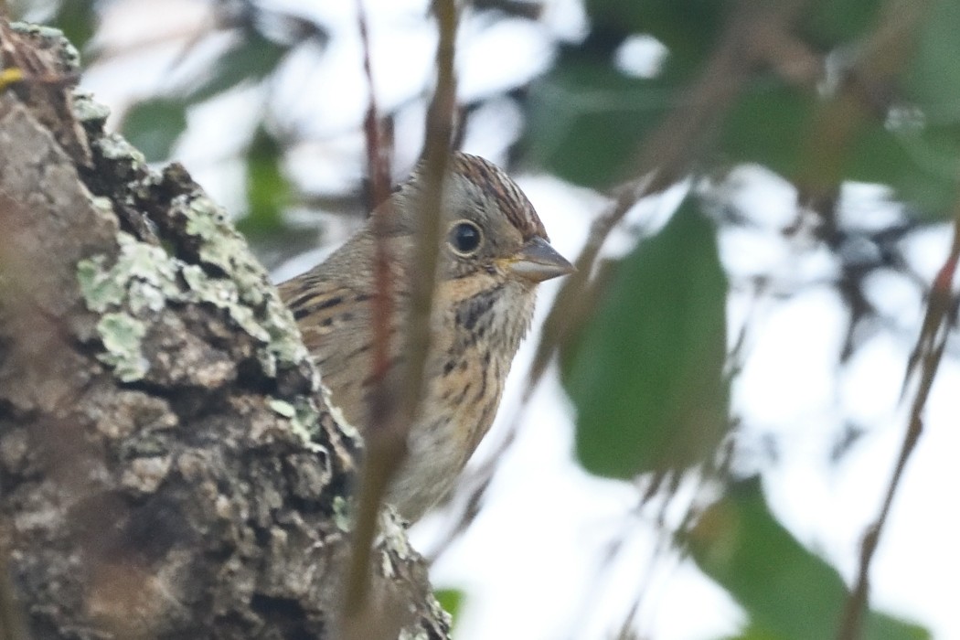Lincoln's Sparrow - ML643018388