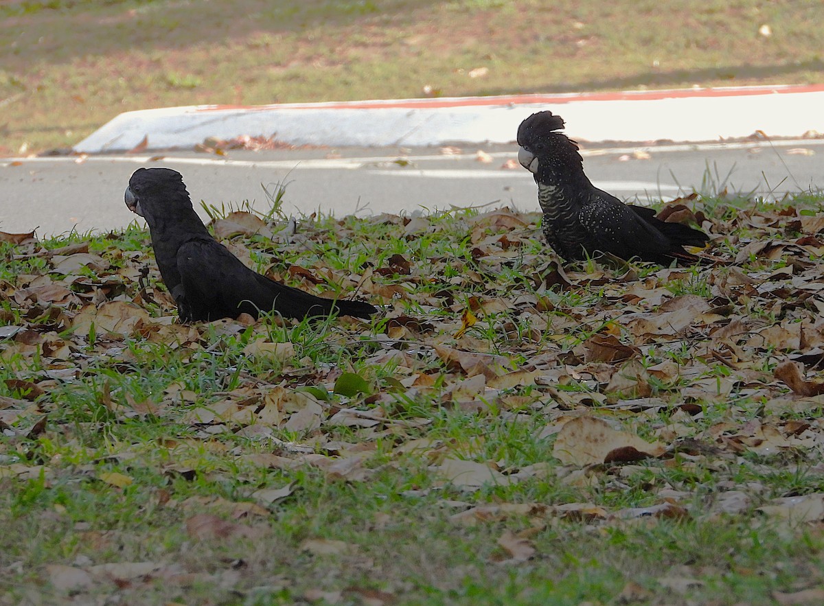 Sulphur-crested Cockatoo - ML643018389