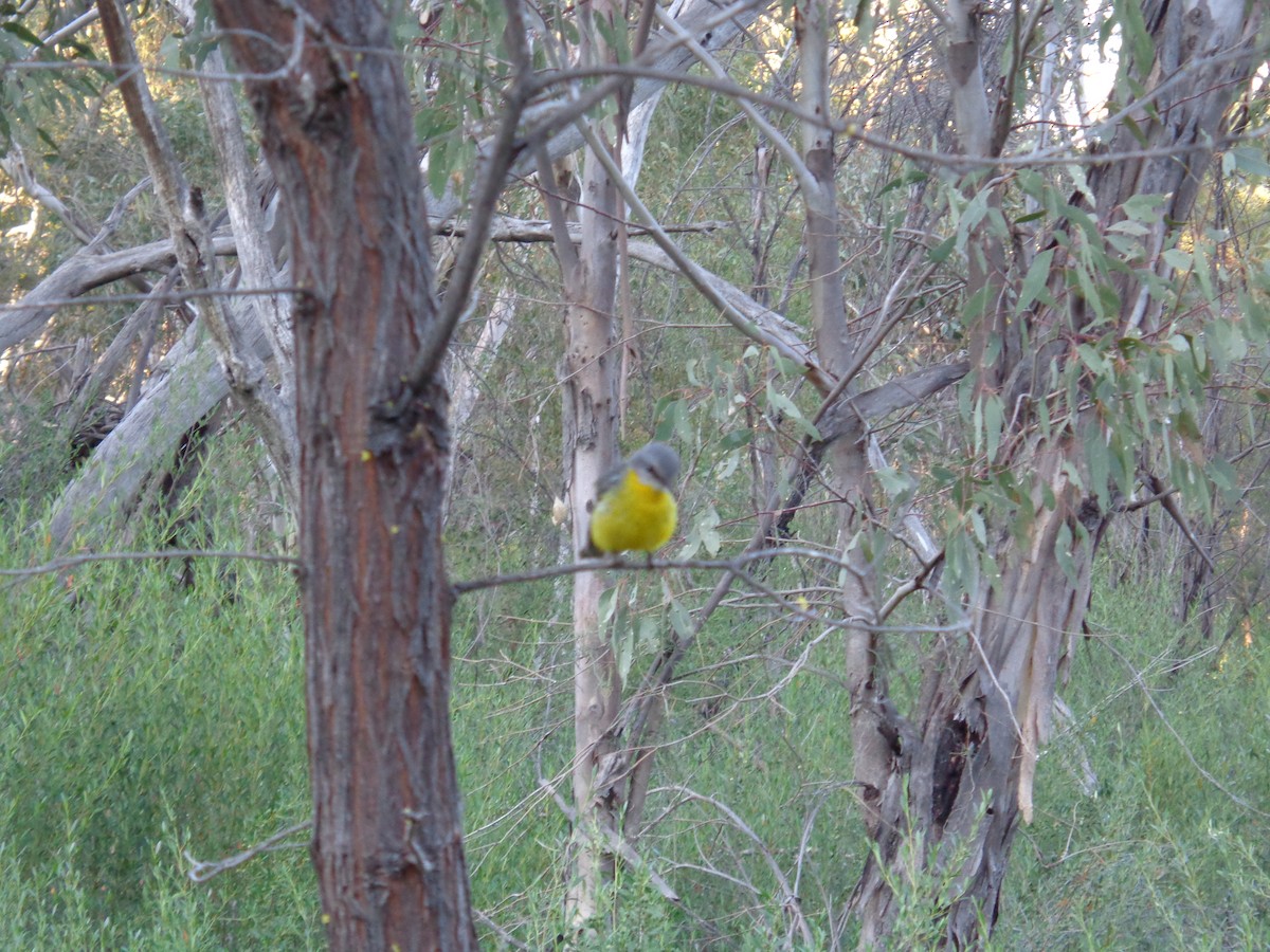 Eastern Yellow Robin - ML643018390