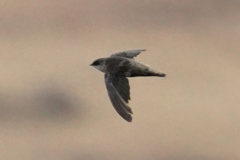Vaux's Swift - ML643018391