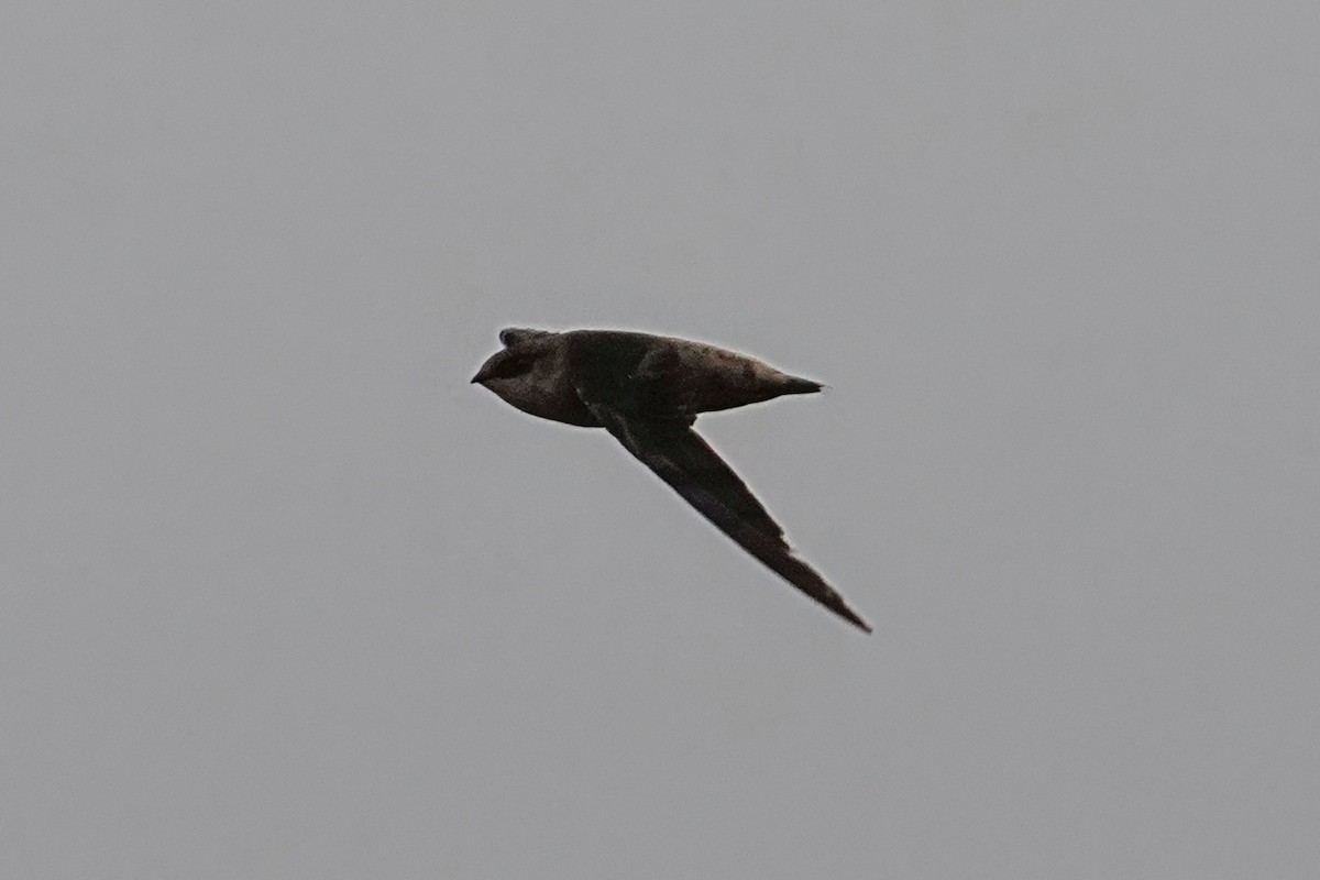 Vaux's Swift - ML643018392