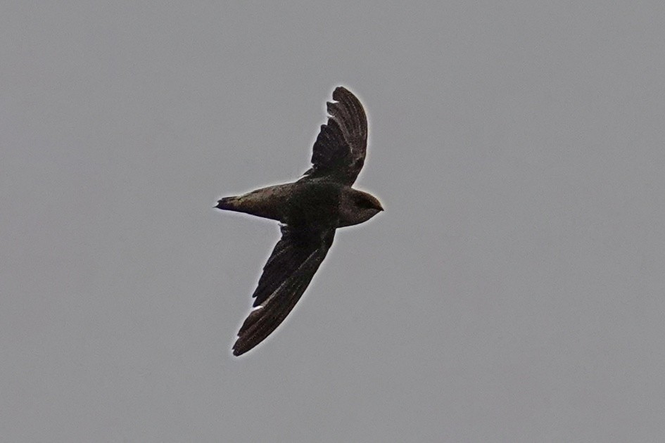 Vaux's Swift - ML643018393