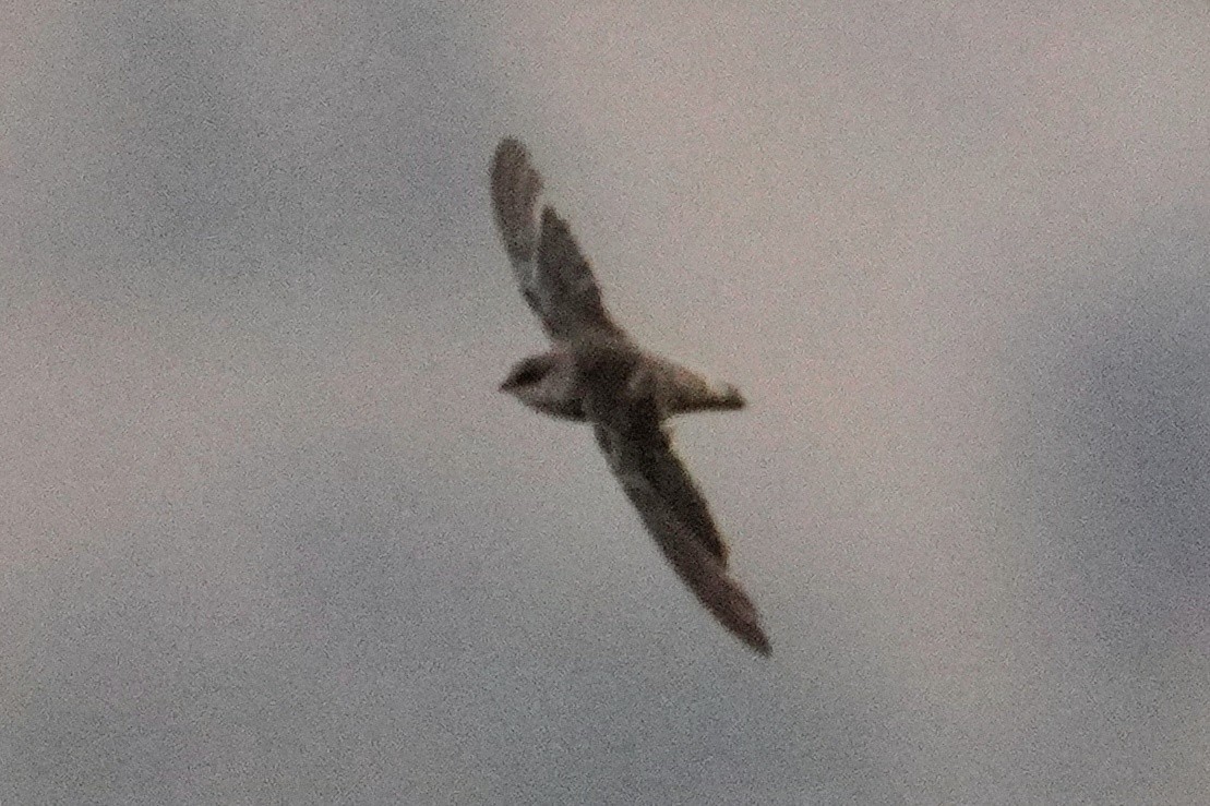Vaux's Swift - ML643018394