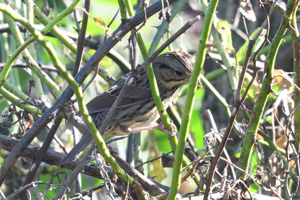 Lincoln's Sparrow - ML643018395