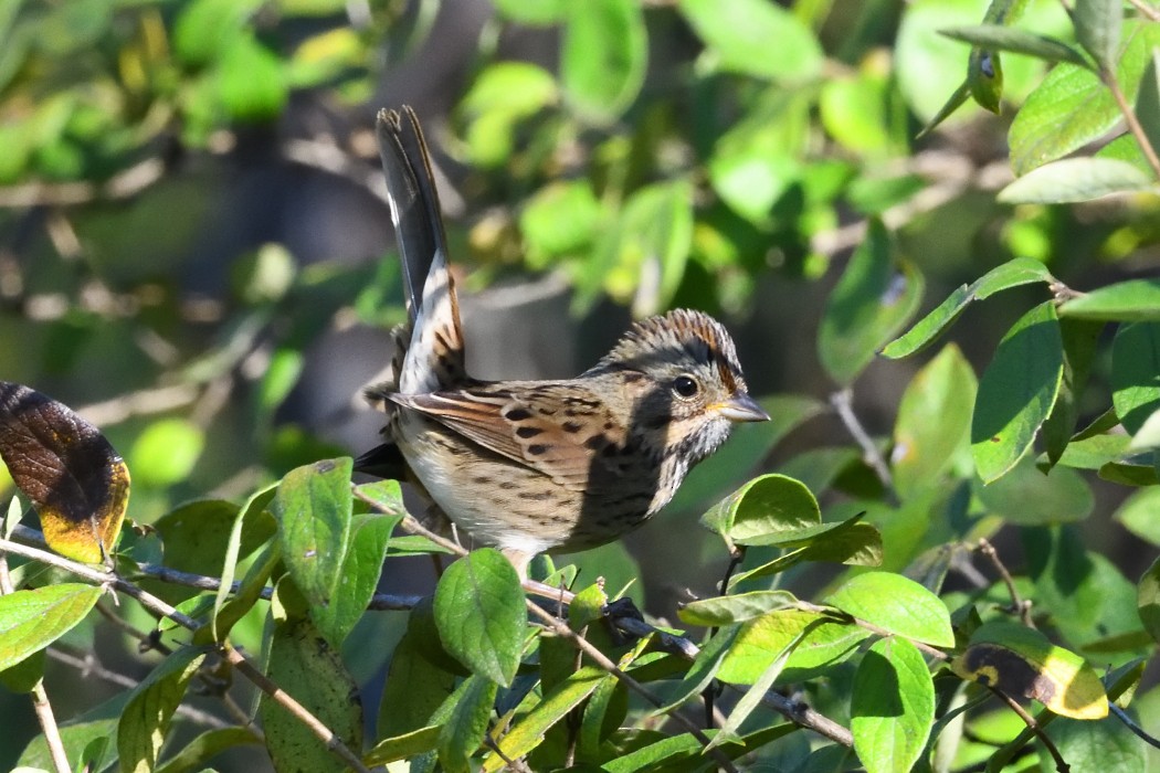 Lincoln's Sparrow - ML643018399