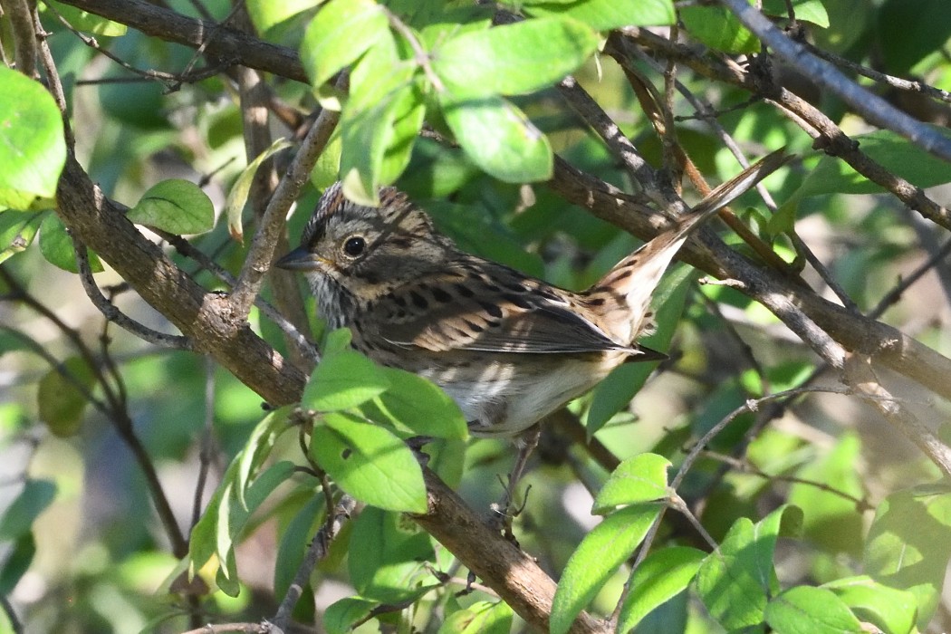 Lincoln's Sparrow - ML643018401