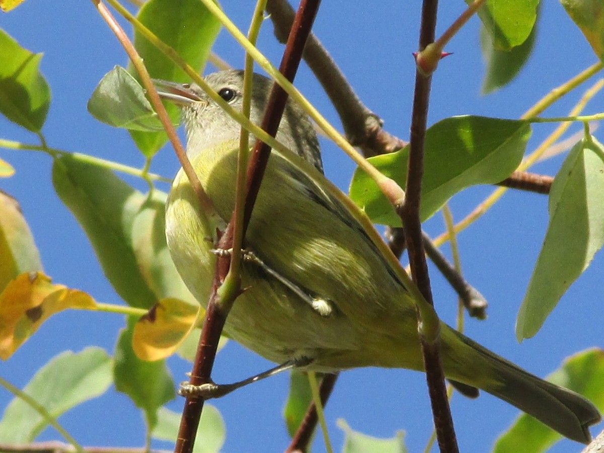 Orange-crowned Warbler - ML643018402