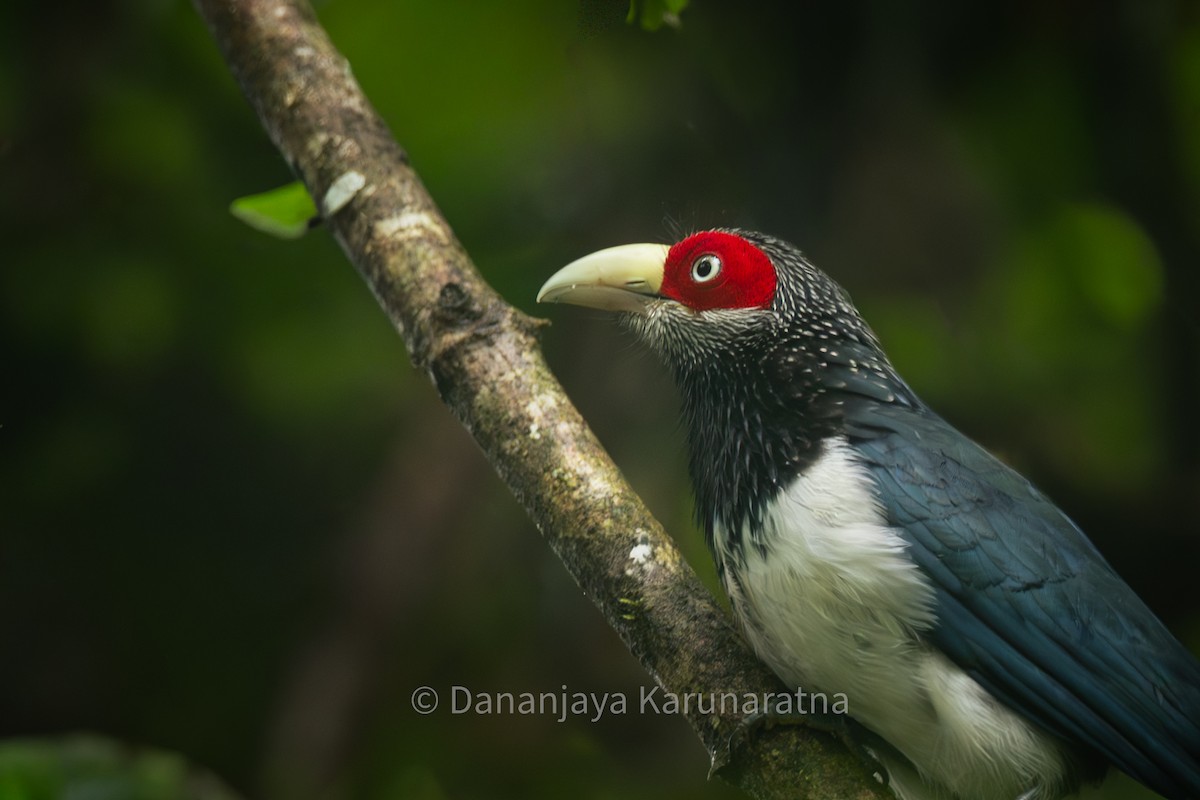 Red-faced Malkoha - ML643018403