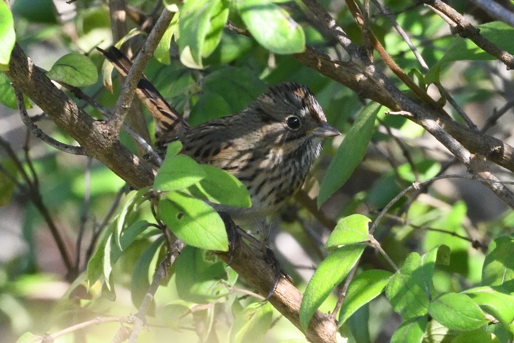 Lincoln's Sparrow - ML643018404