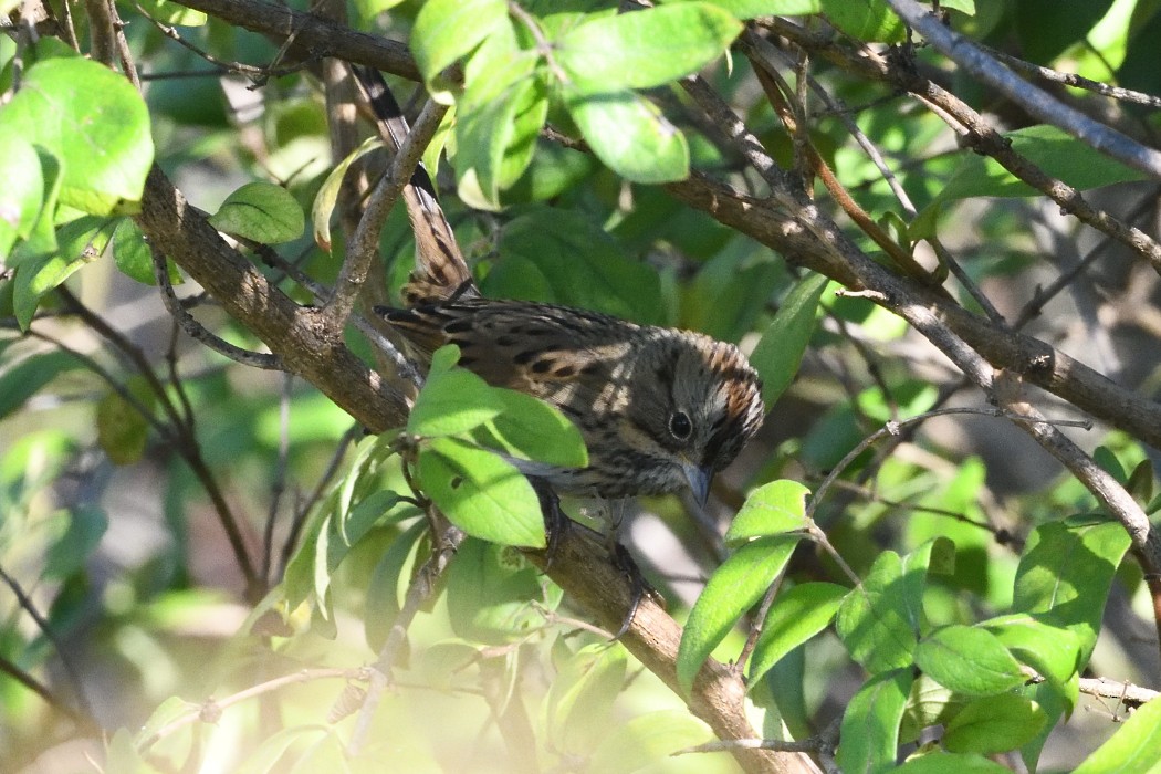 Lincoln's Sparrow - ML643018405