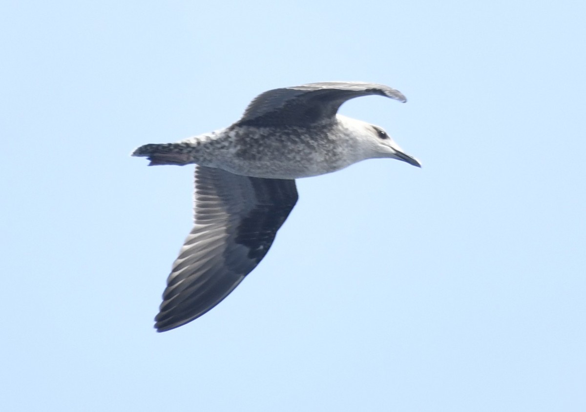 Lesser Black-backed Gull - ML643018406