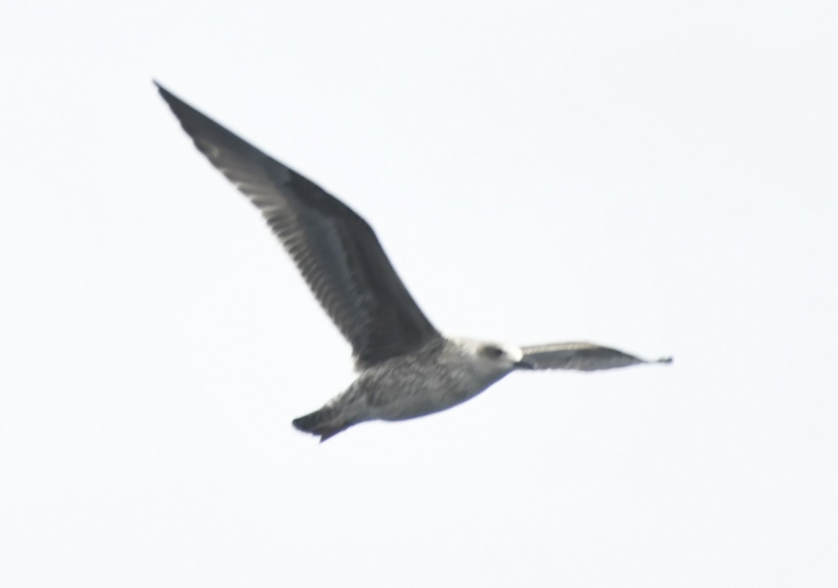 Lesser Black-backed Gull - ML643018407