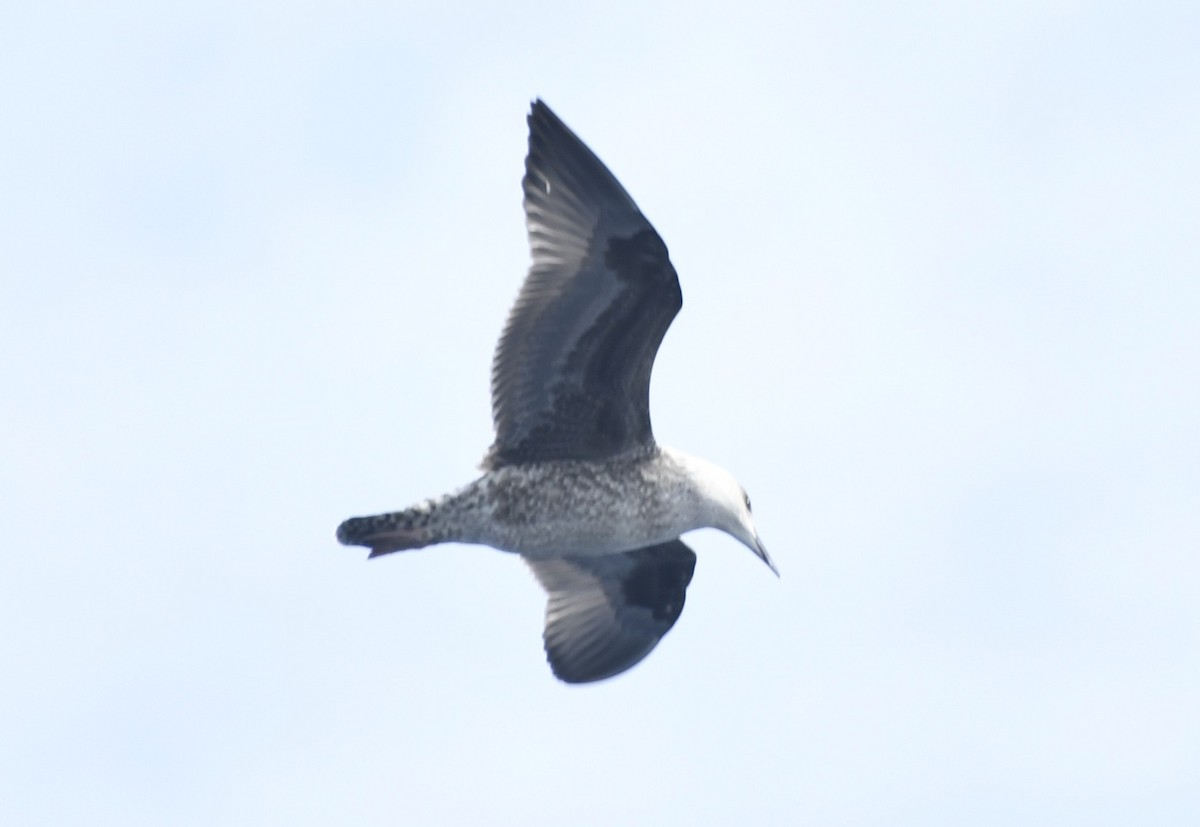 Lesser Black-backed Gull - ML643018408