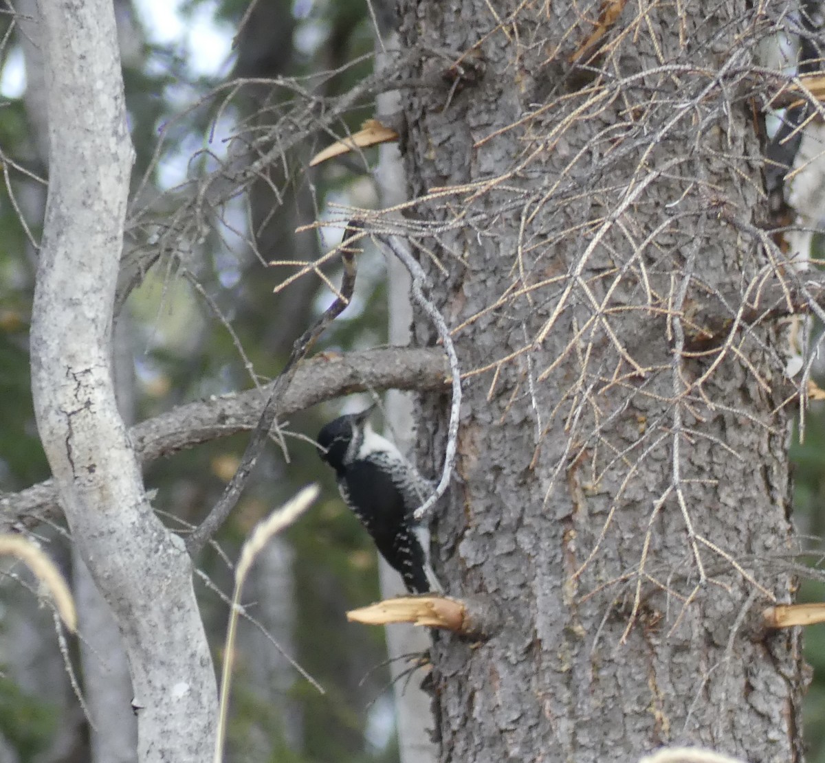 American Three-toed Woodpecker - ML643018411