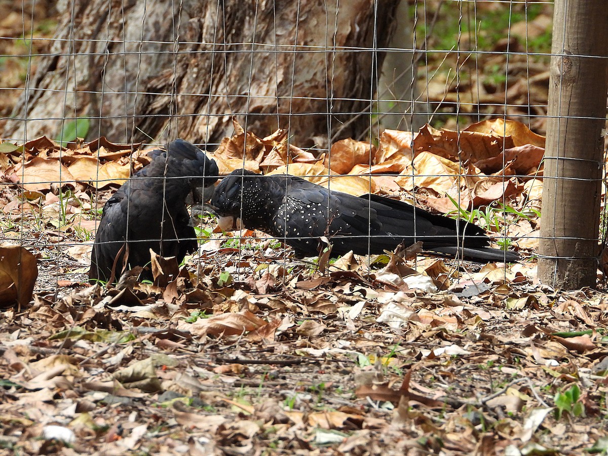 Red-tailed Black-Cockatoo - ML643018412