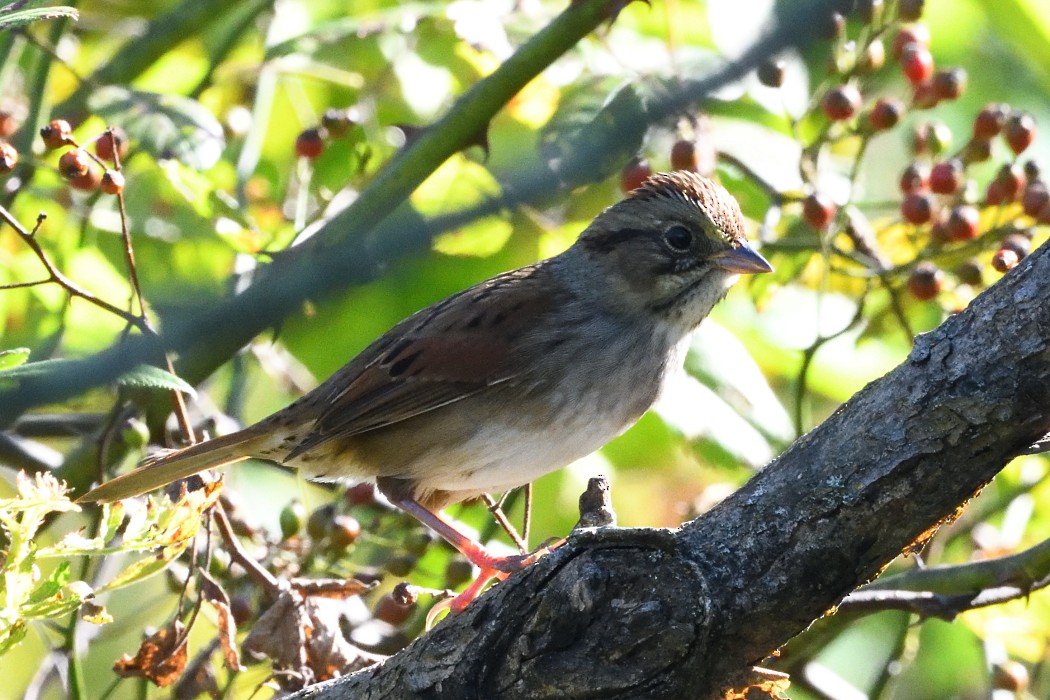 Swamp Sparrow - ML643018413