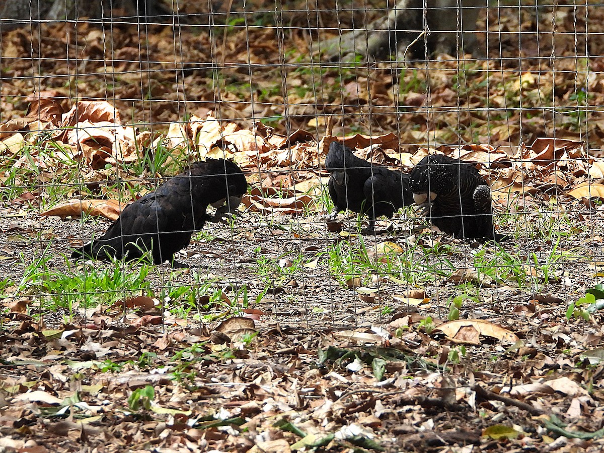 Red-tailed Black-Cockatoo - ML643018414