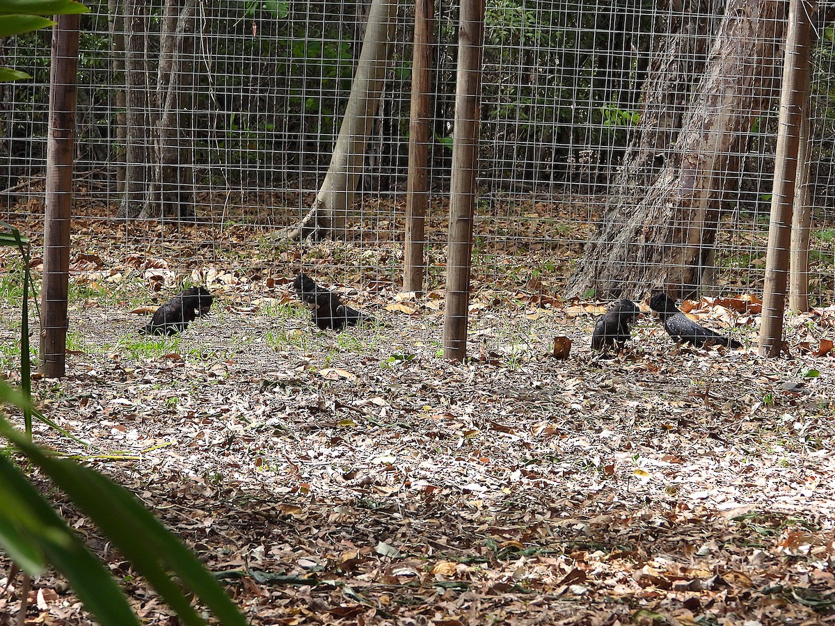 Red-tailed Black-Cockatoo - ML643018416
