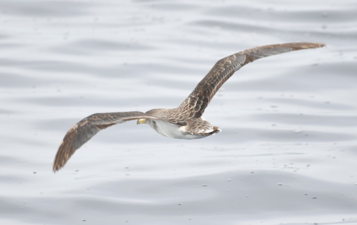 Cory's Shearwater - ML643018417