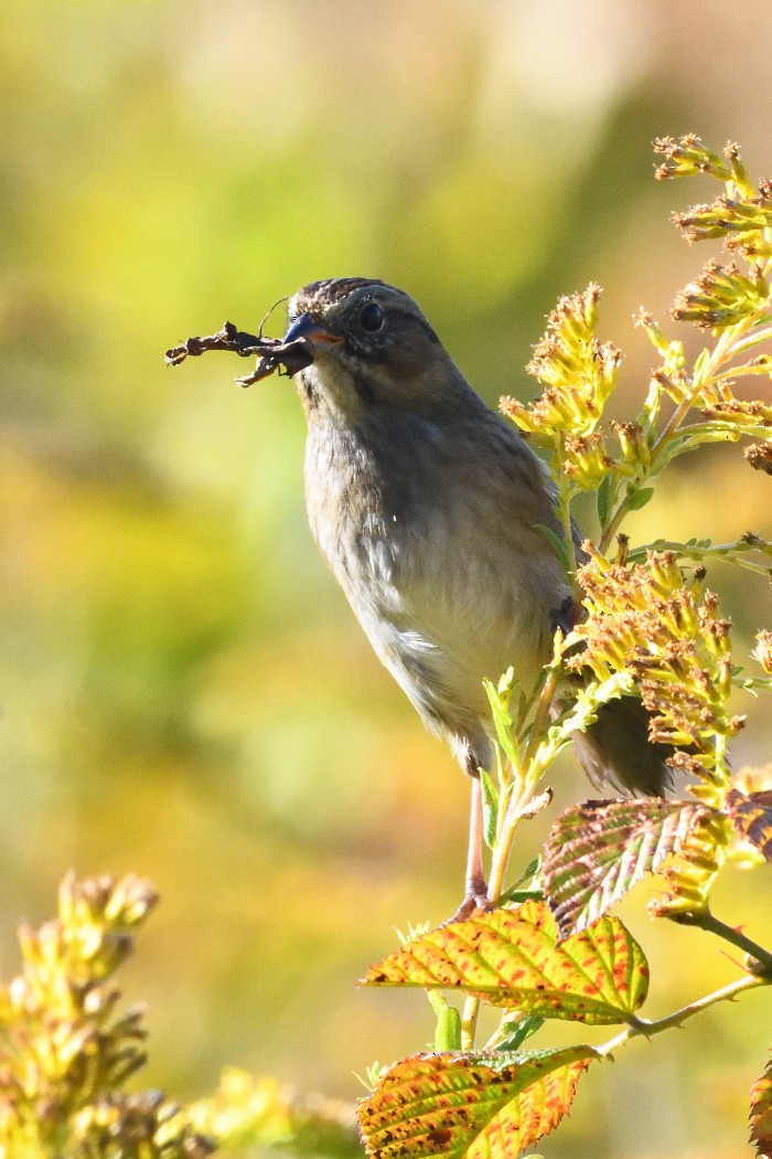 Swamp Sparrow - ML643018419