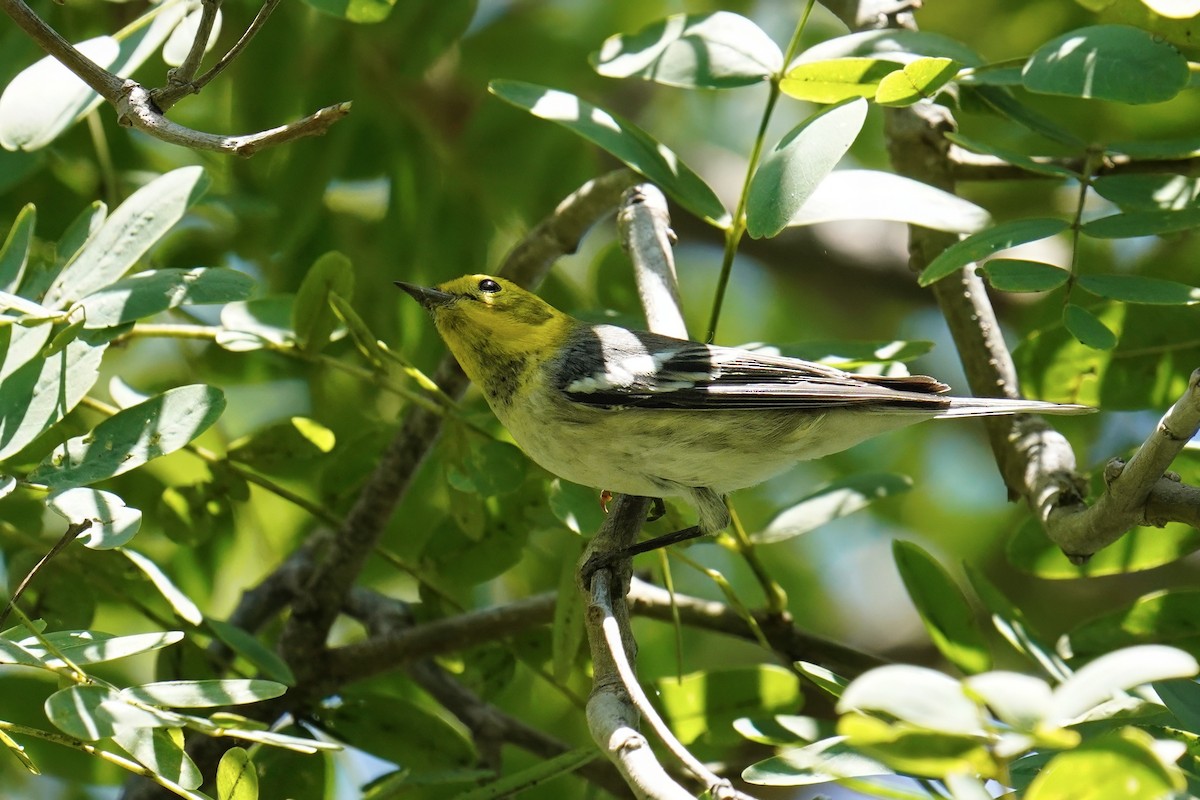 Hermit Warbler - ML643018420