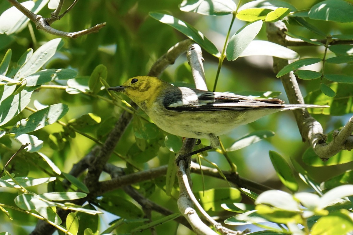 Hermit Warbler - ML643018421