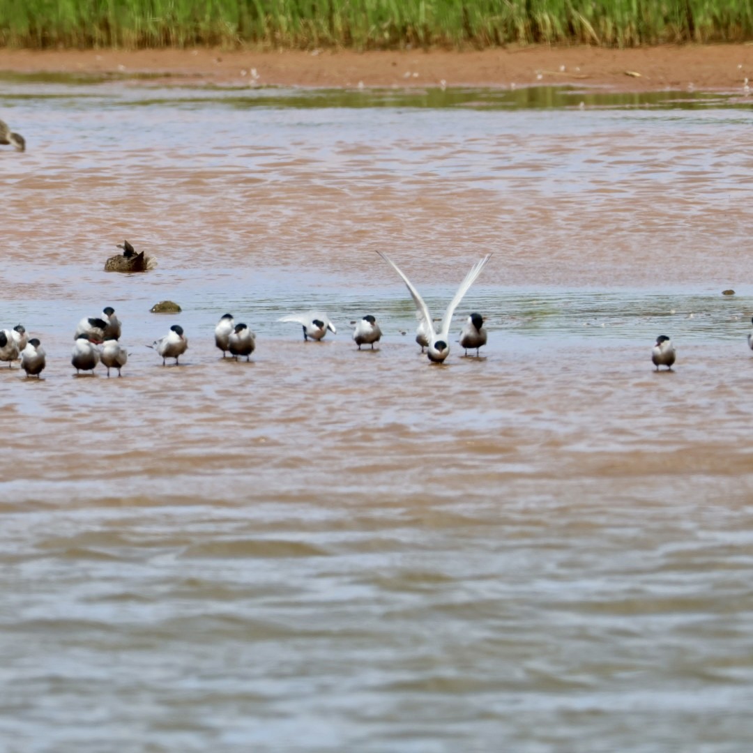 Whiskered Tern - ML643018422