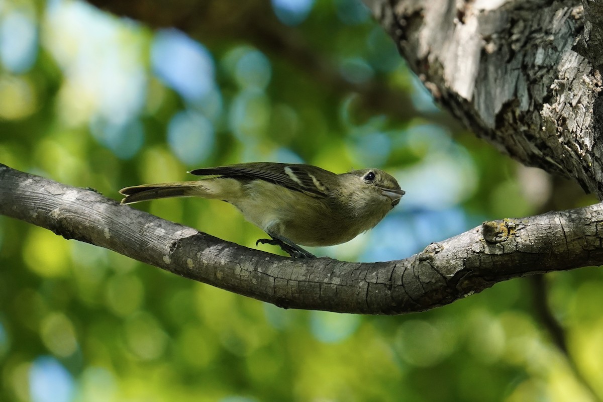 Hutton's Vireo - ML643018423