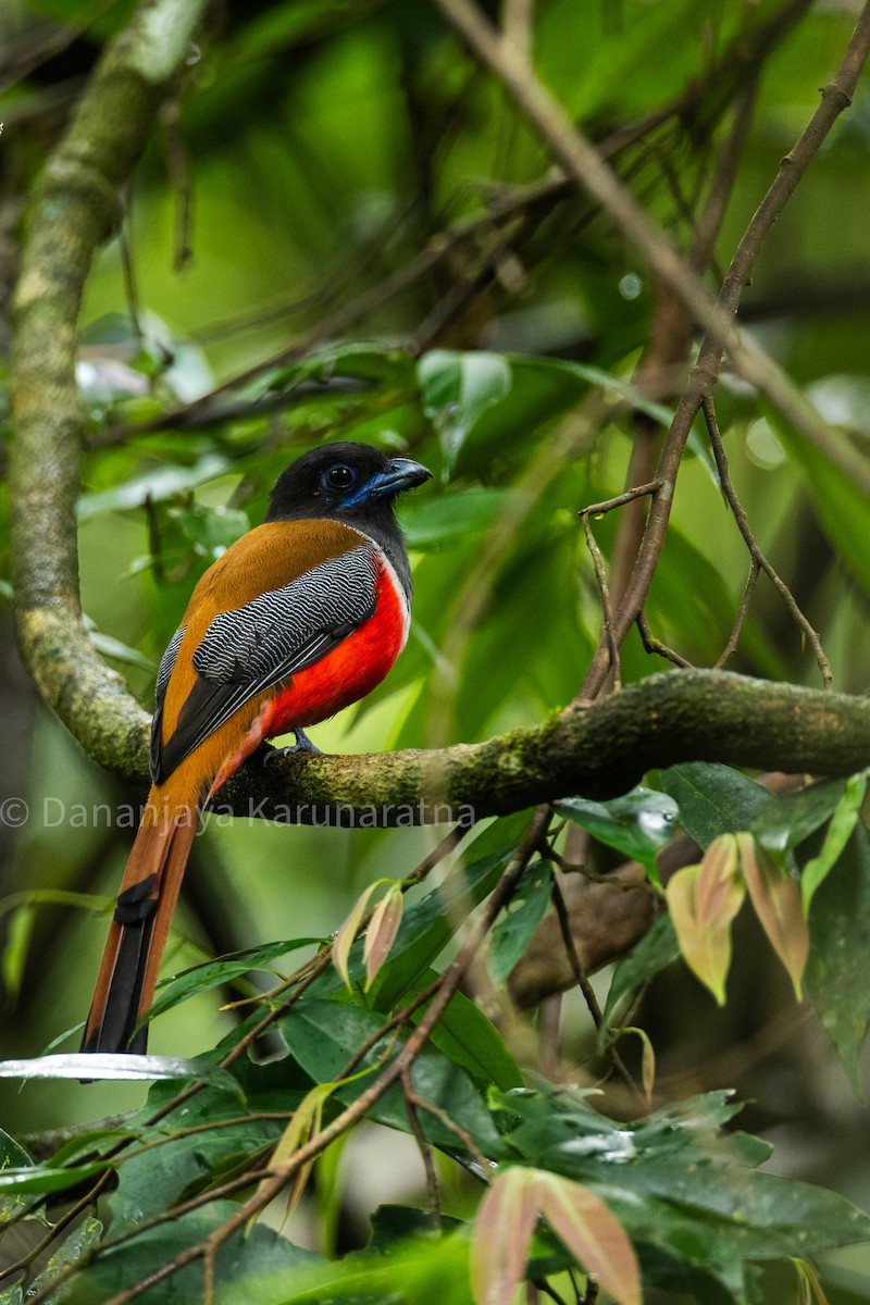 Malabar Trogon - ML643018424
