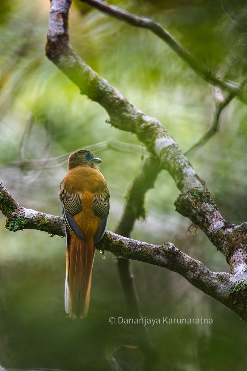 Malabar Trogon - ML643018425