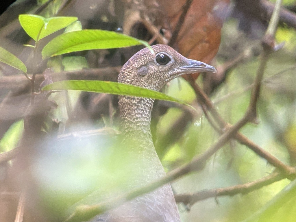 Great Tinamou - ML643018426