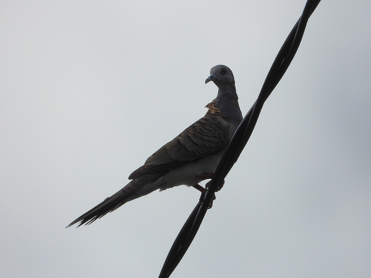 Bar-shouldered Dove - ML643018427