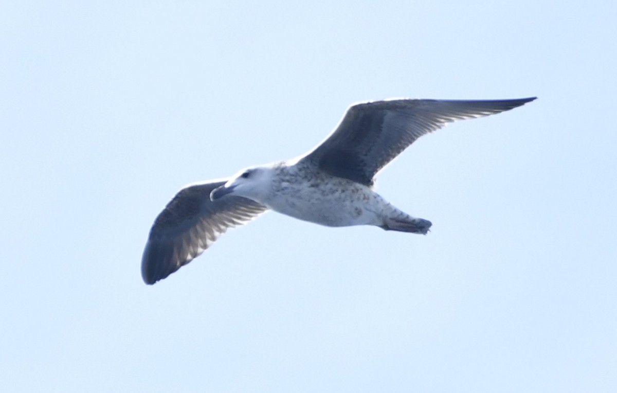Lesser Black-backed Gull - ML643018430