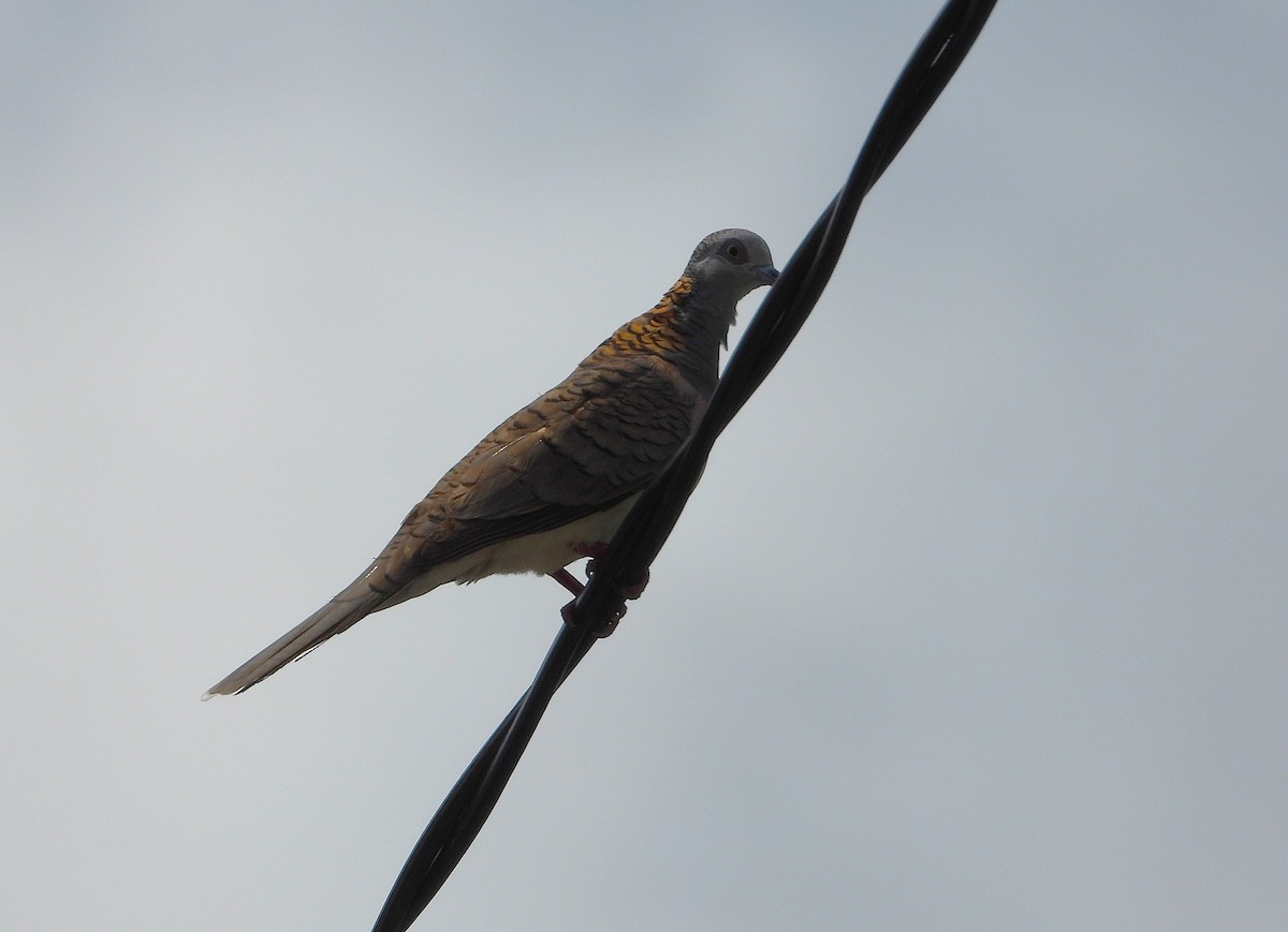 Bar-shouldered Dove - ML643018431