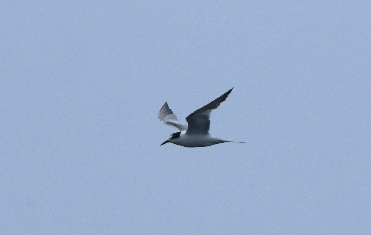 Common Tern - ML643018432