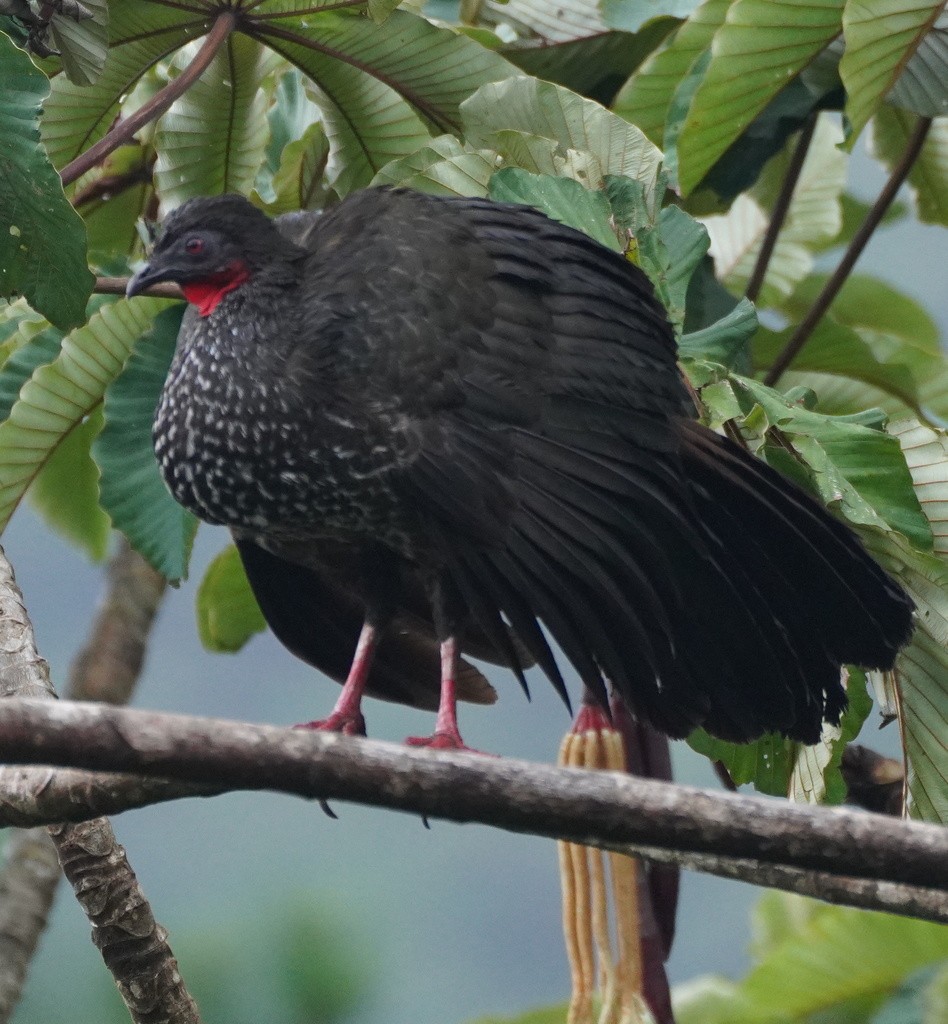 Crested Guan - ML643018433