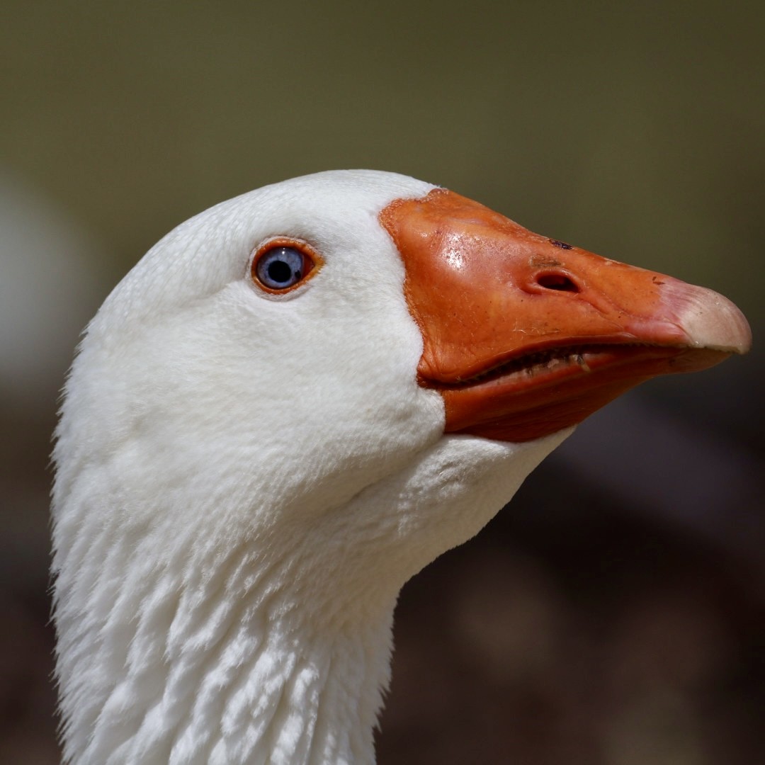 Domestic goose sp. (Domestic type) - ML643018434