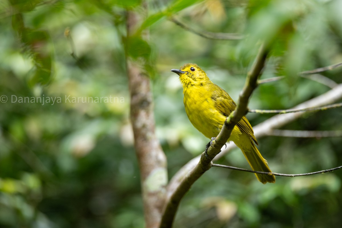 Yellow-browed Bulbul - ML643018435