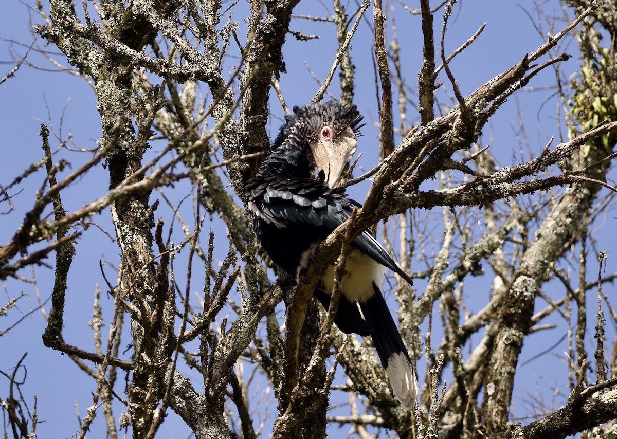 Silberwangen-Hornvogel - ML643018438