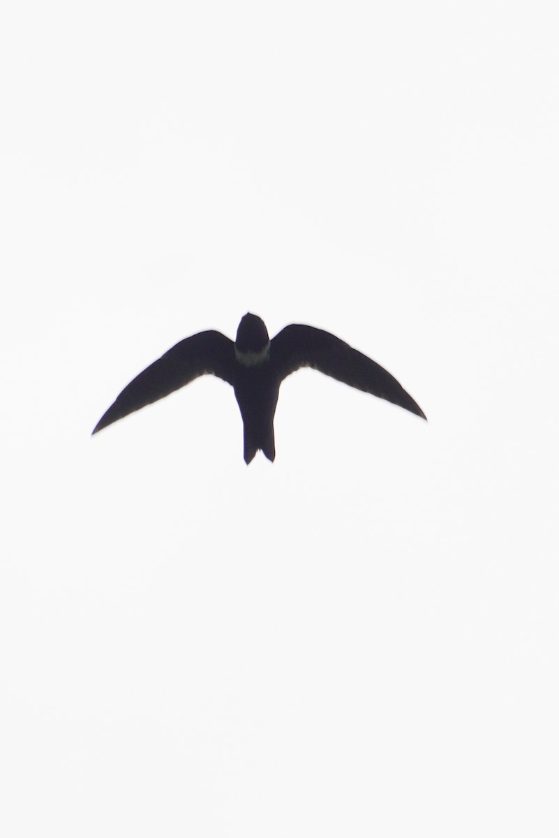 クビワアマツバメ - ML643018448